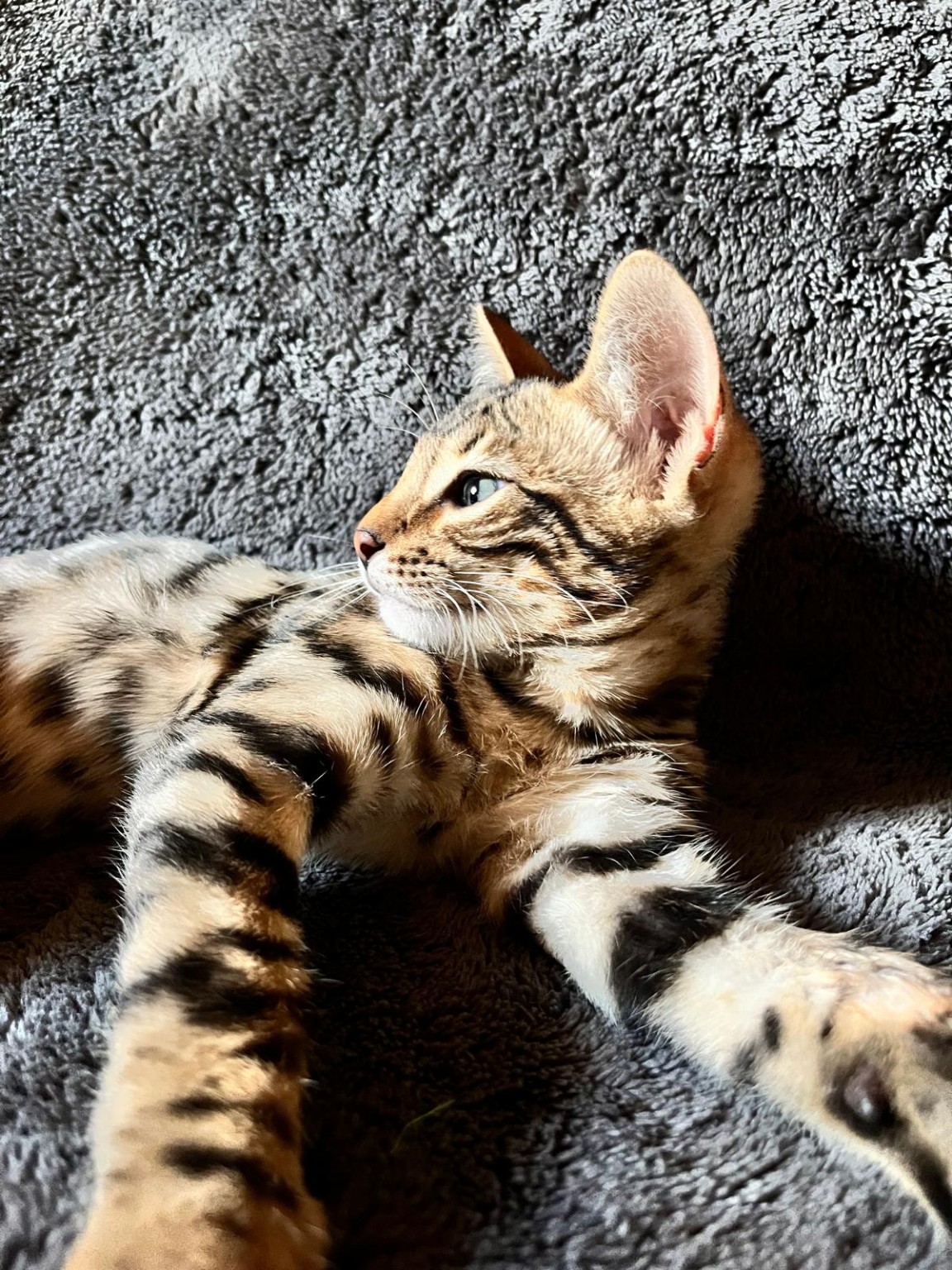 Bengal proche de l'humain - Kahana Bengal