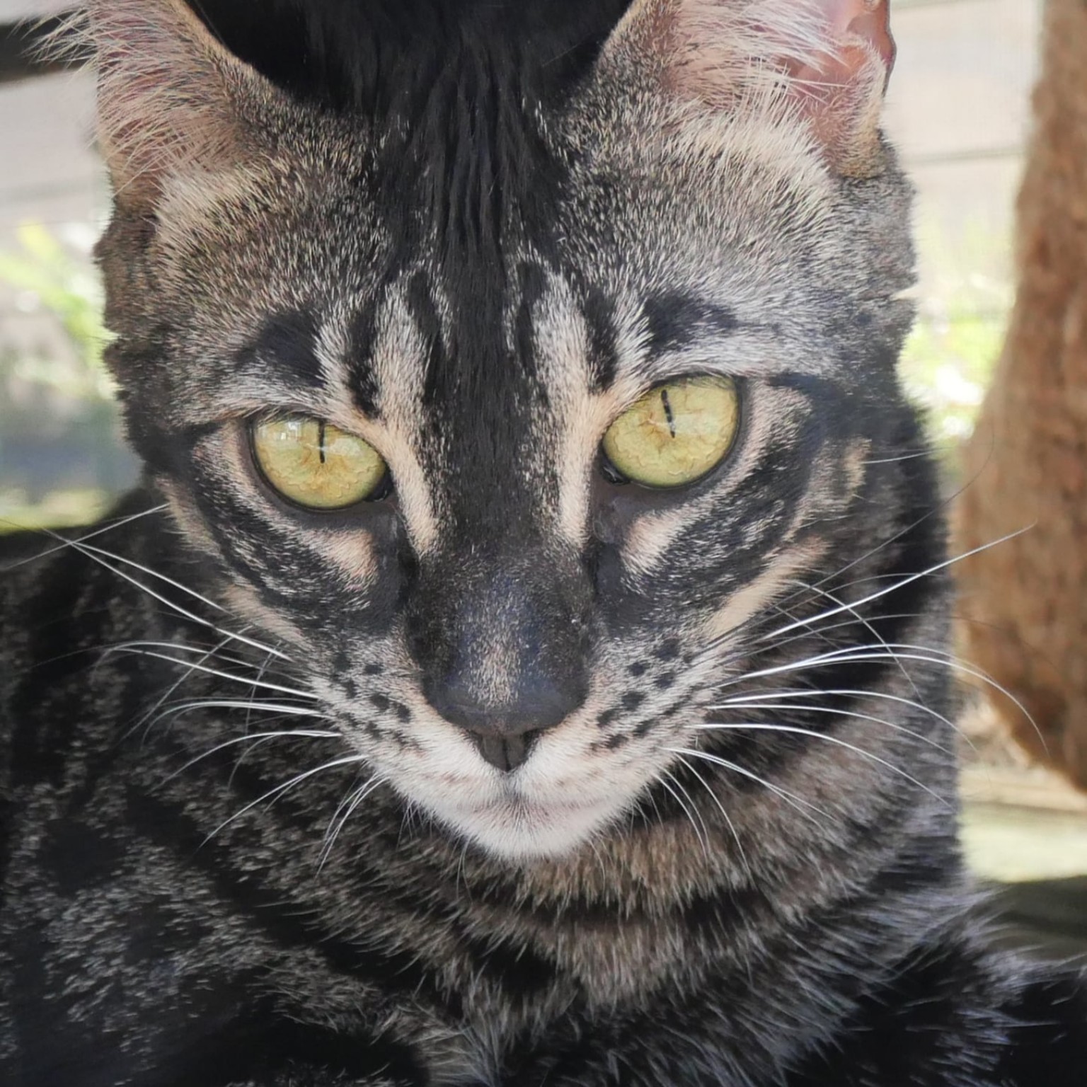 Chaton 8