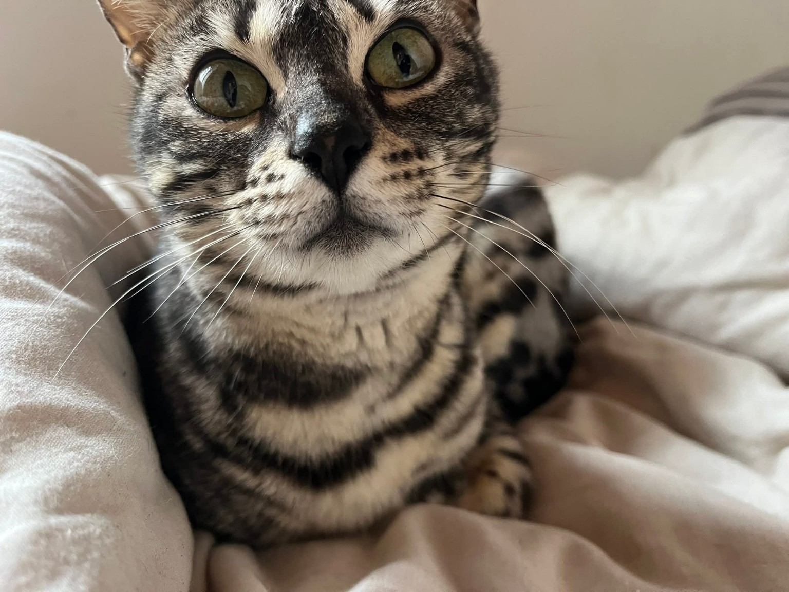 Portrait Bengal