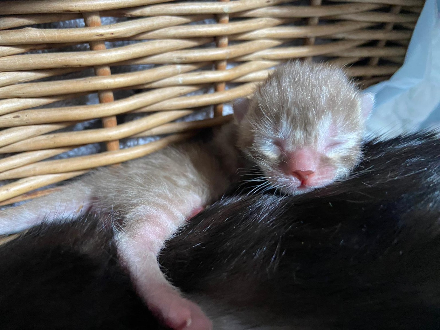 Naissance