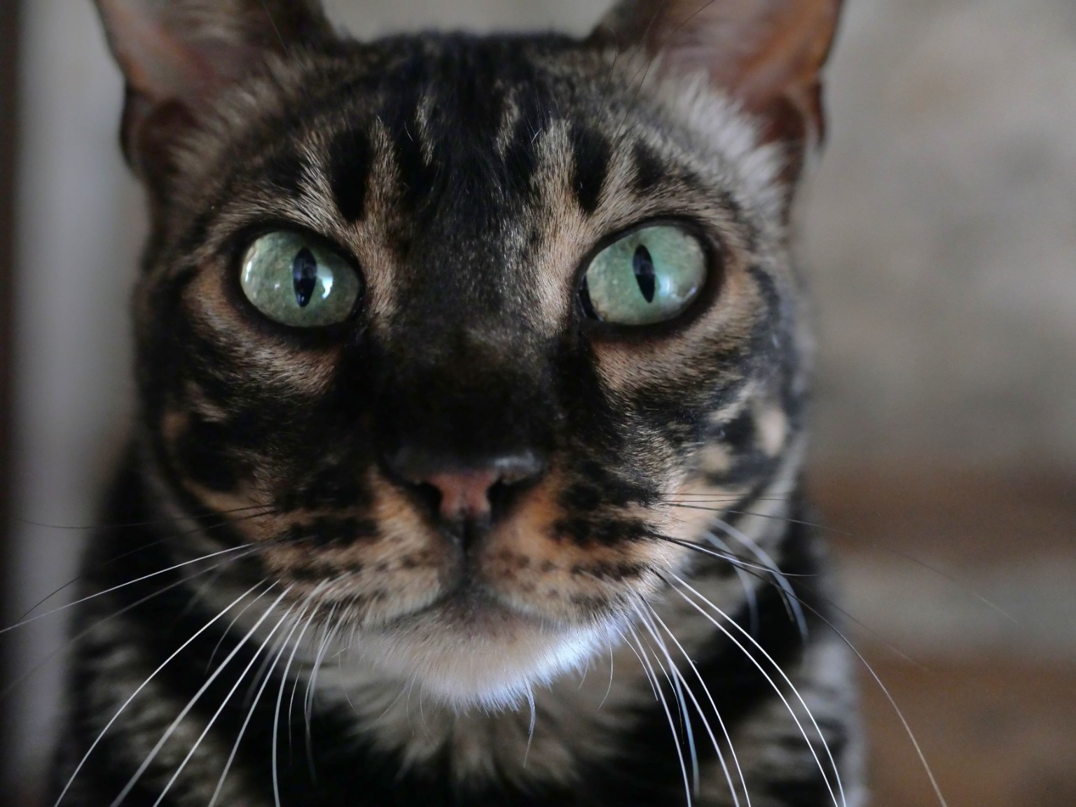 Regard Bengal