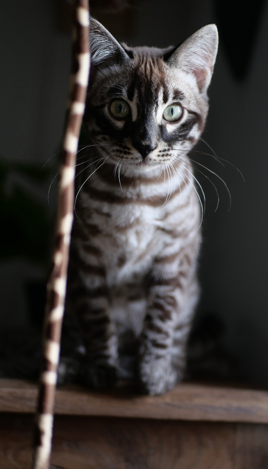 Chaton bengal
