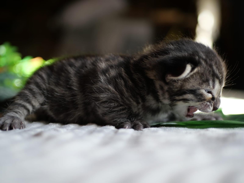 Chaton 8