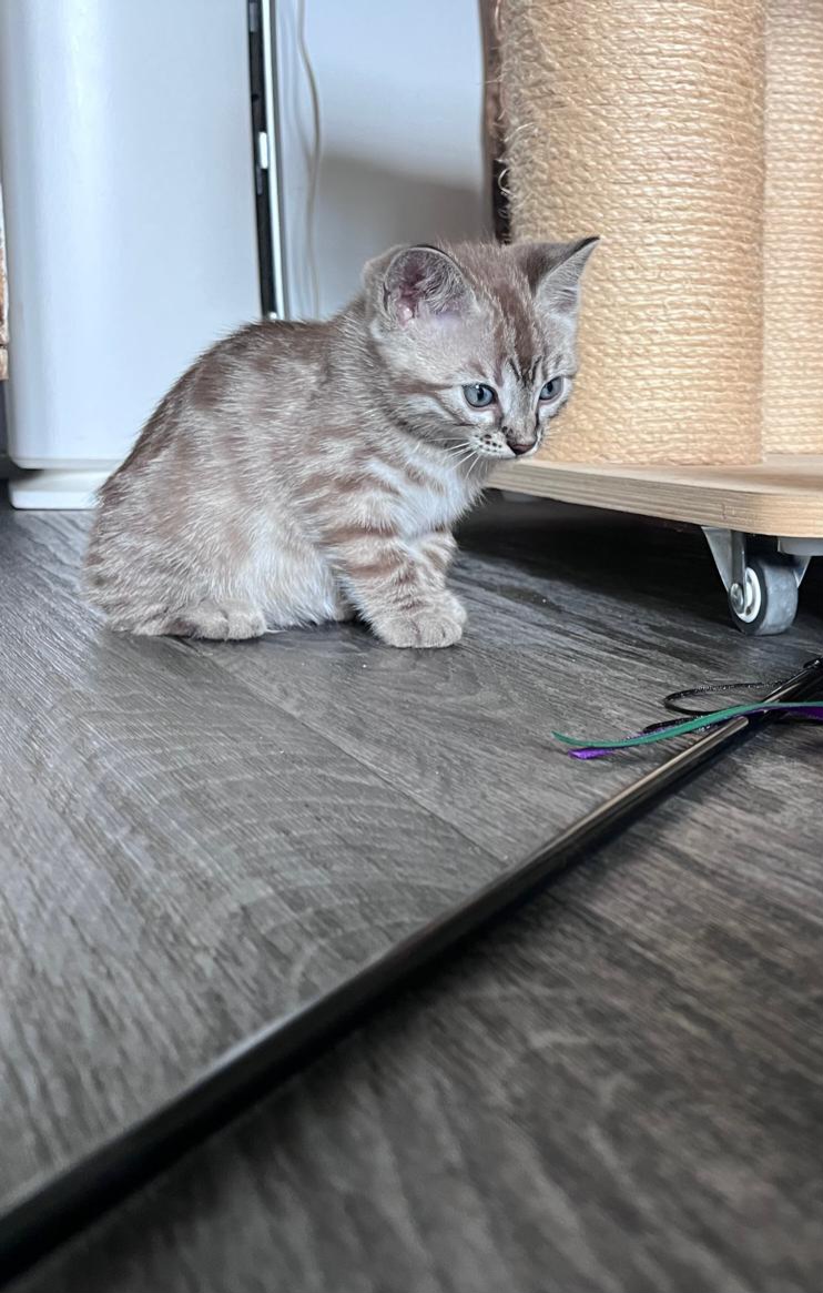 chaton 1 ,chaton bengal ,finistère, Bretagne 