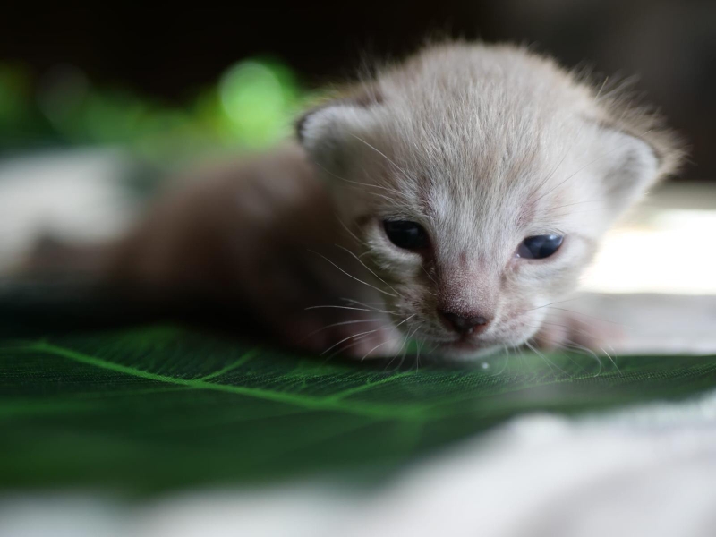 Chaton 8