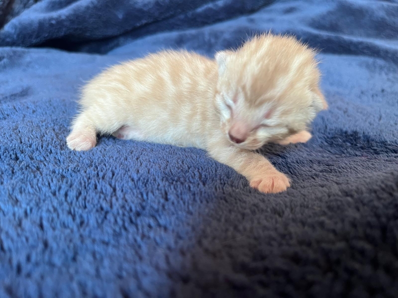 chaton 1 ,chaton bengal ,finistère, Bretagne 