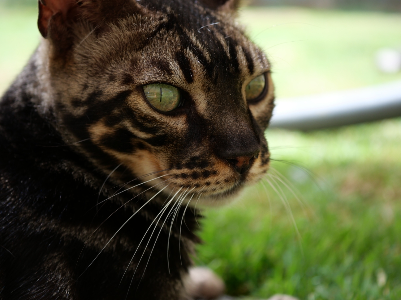Chaton 8