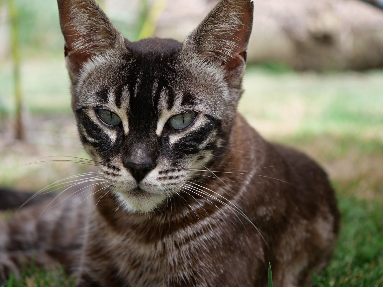 Chaton 8