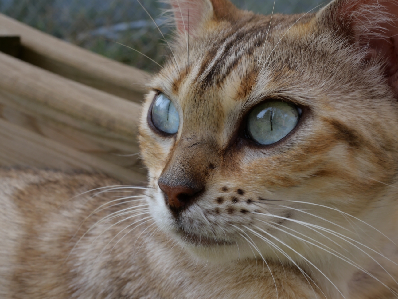 Chaton 8