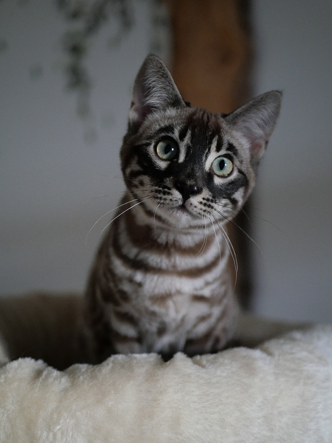 Jeune Bengal