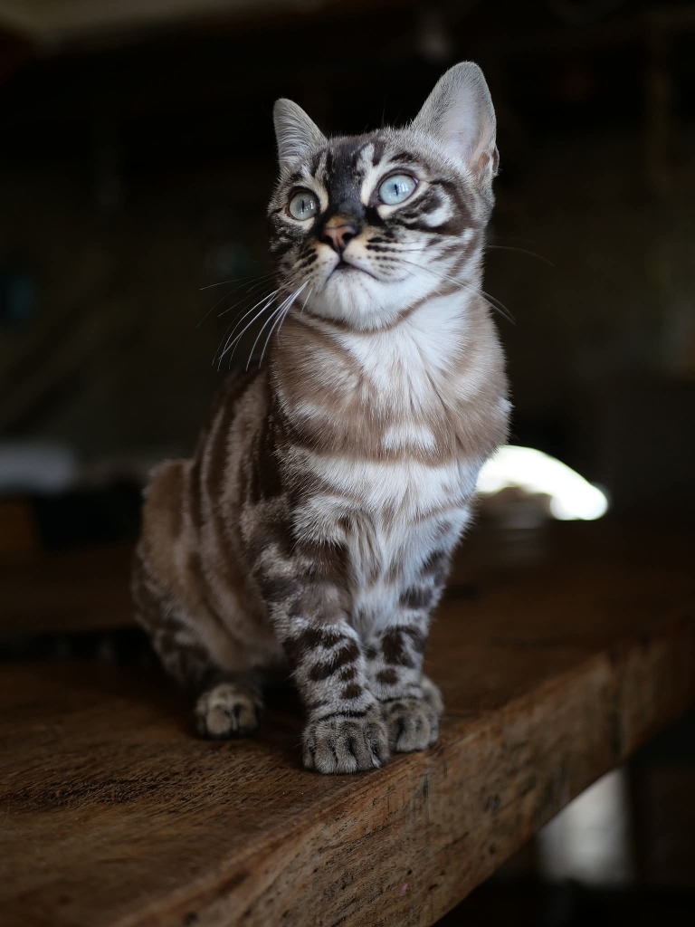 Regard Bengal