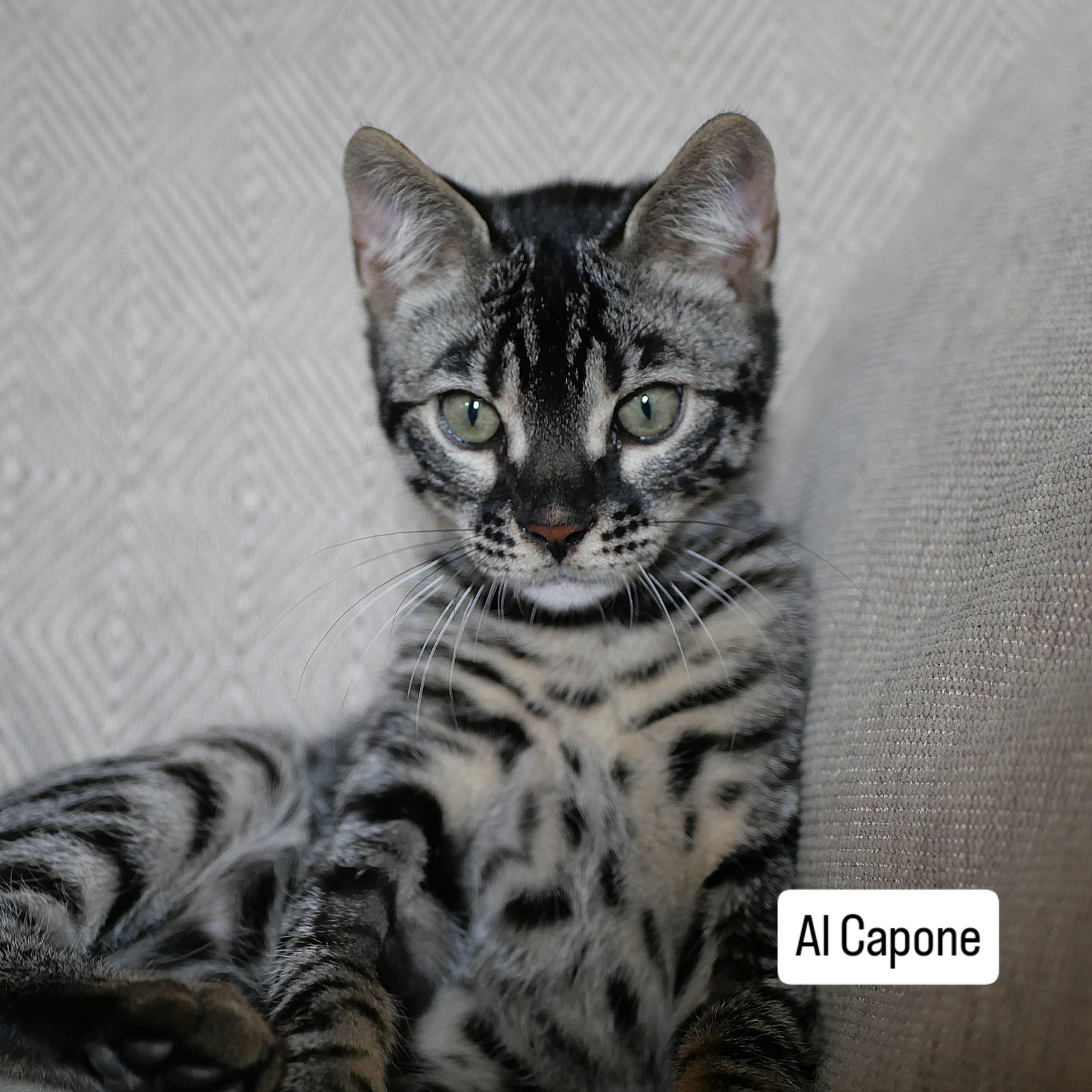Chaton bengal