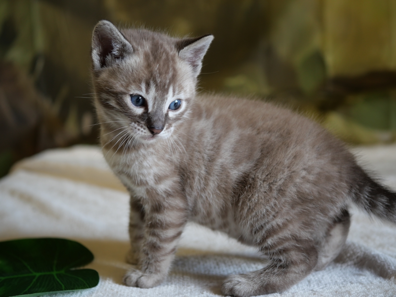 Bacchus chaton bengal ,finistère, Bretagne
