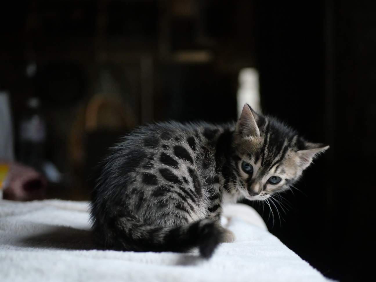 Bawic chaton bengal ,finistère, Bretagne