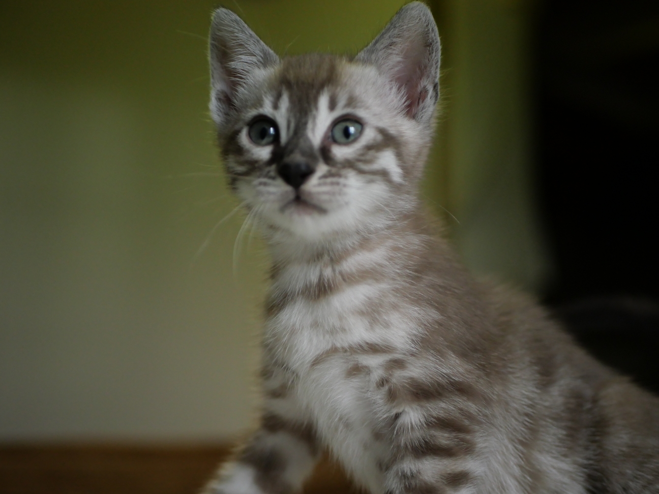 Bhouka chaton bengal ,finistère, Bretagne 