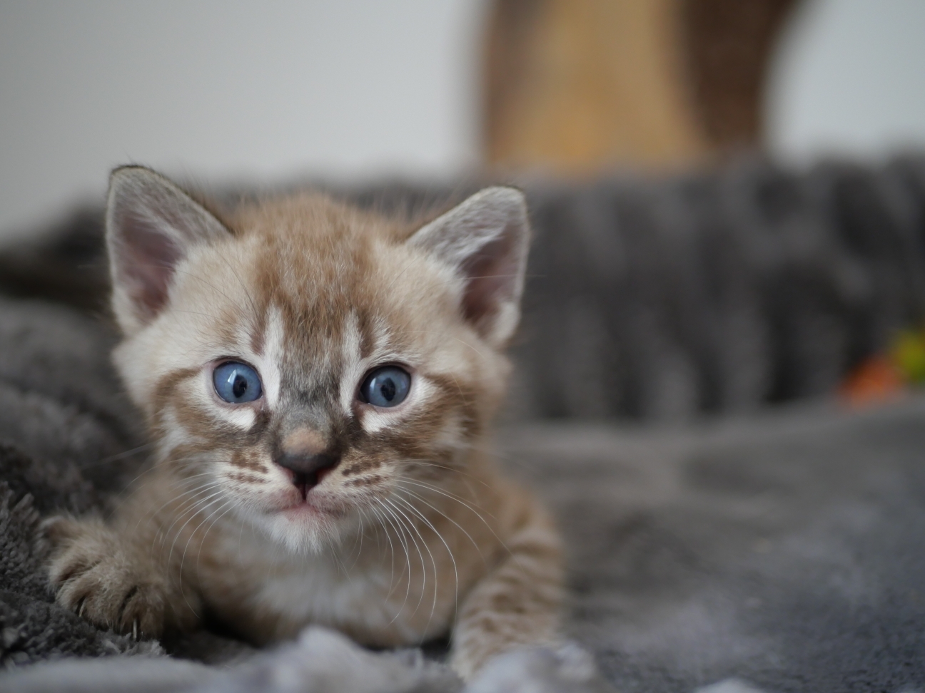 chaton 1 ,chaton bengal ,finistère, Bretagne 