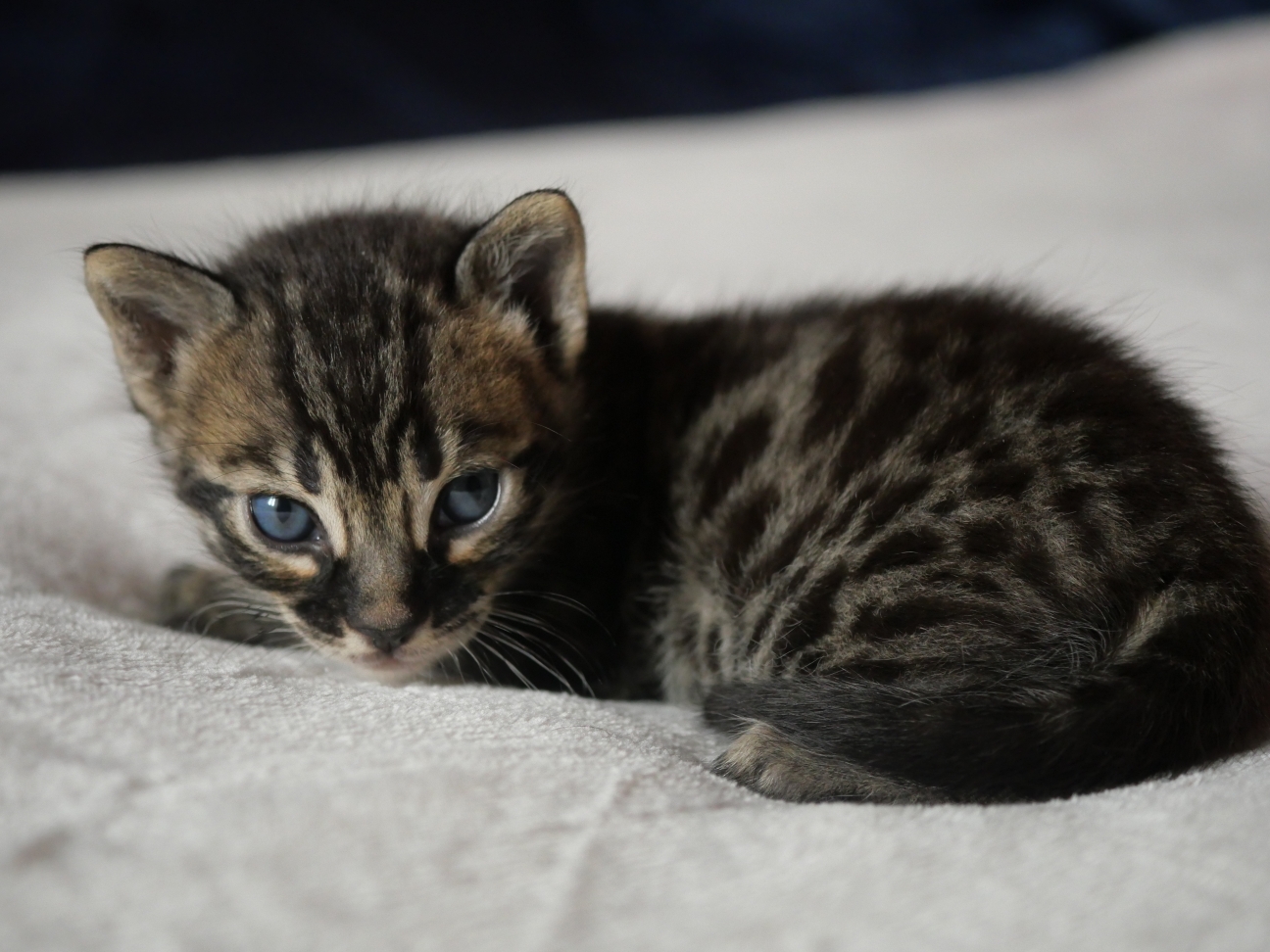 Chaton 2 chaton bengal ,finistère, Bretagne, 