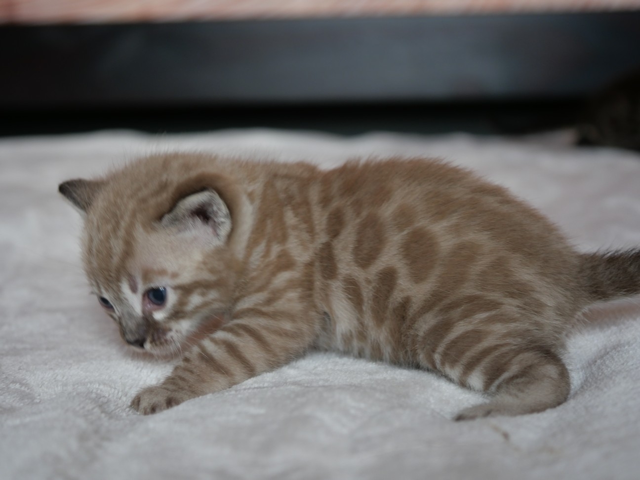 Chaton 3 chaton bengal ,finistère, Bretagne