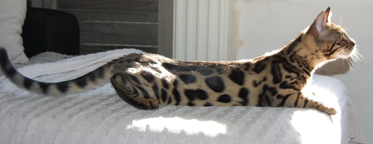 Kahana, fondatrice de la chatterie Kahana Bengal