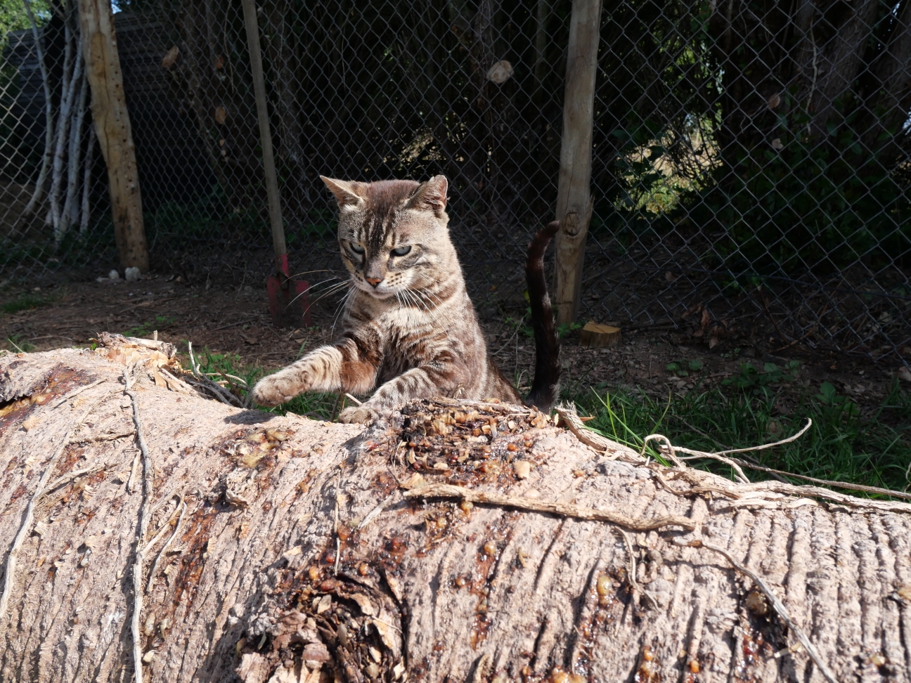 Pasha