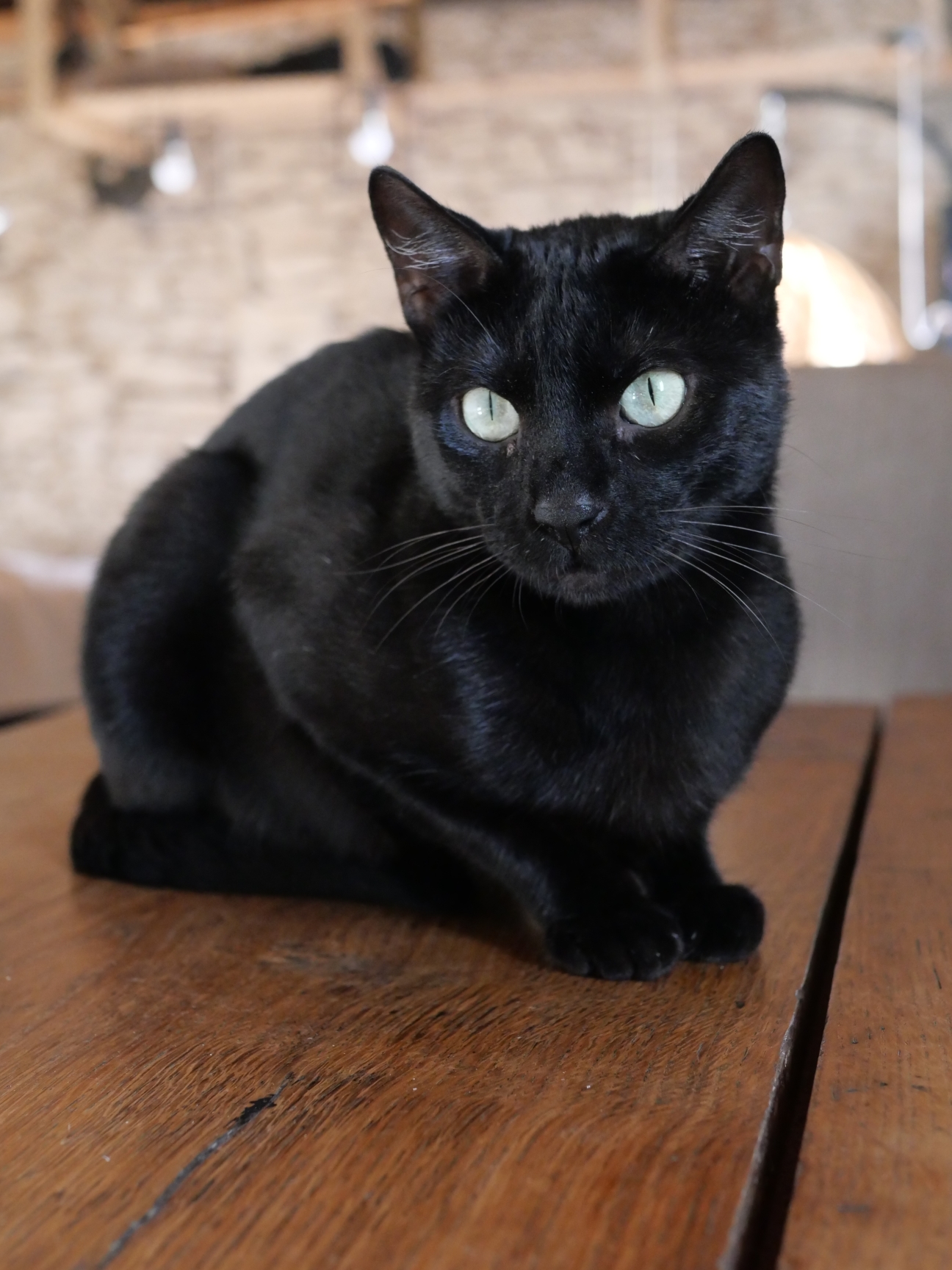 Urban Panthera Rouffi