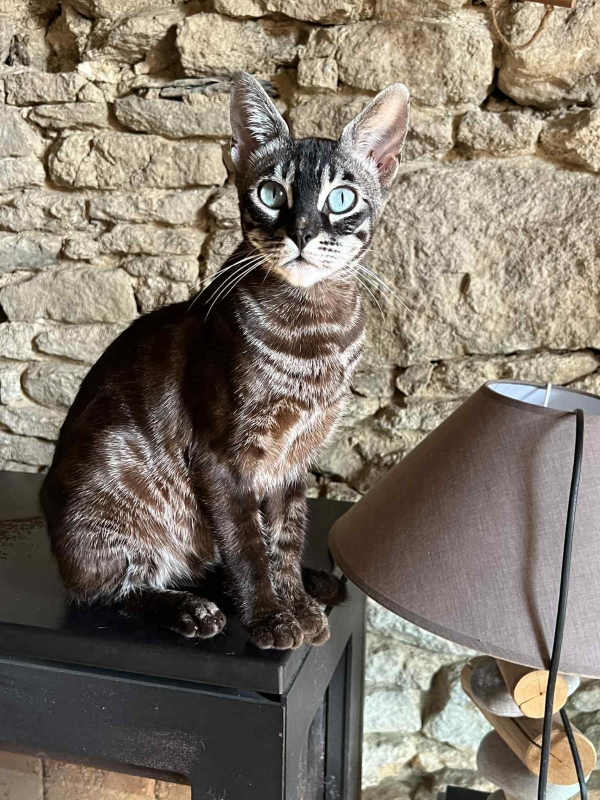Tama Moku