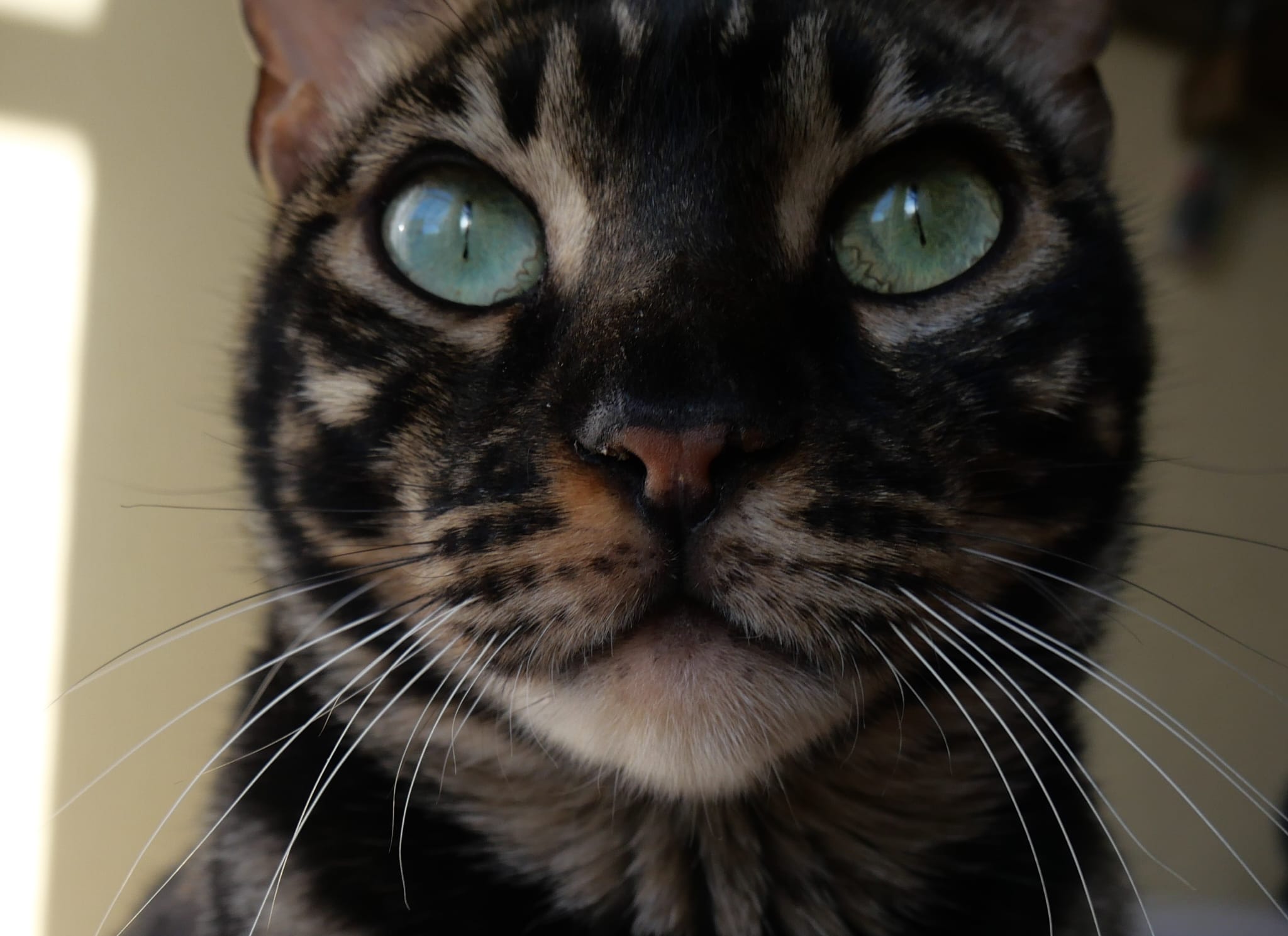 Paparov, chat Bengal de la chatterie Kahana Bengal